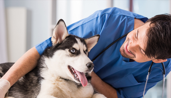 Veterinarian SEO Marketing