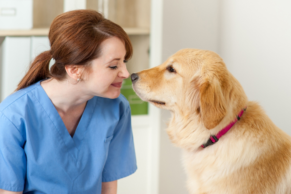 Sales Funnels Veterinary Clinics