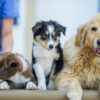 Educational Blog Content for Veterinary SEO