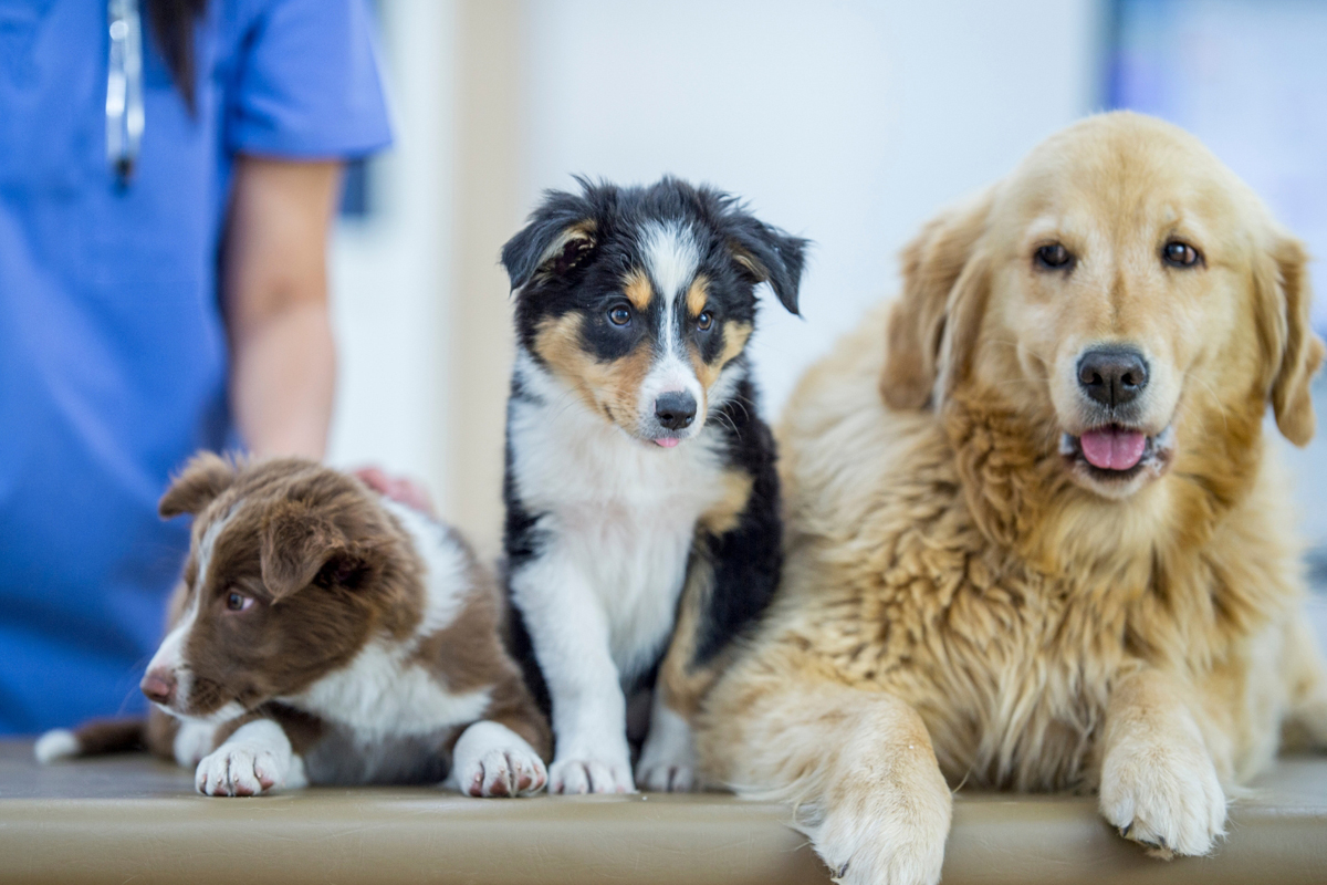 Educational Blog Content for Veterinary SEO