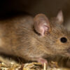 Google Ads for Emergency Pest Services