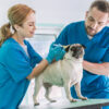 Location Pages Multi-County Animal Clinics