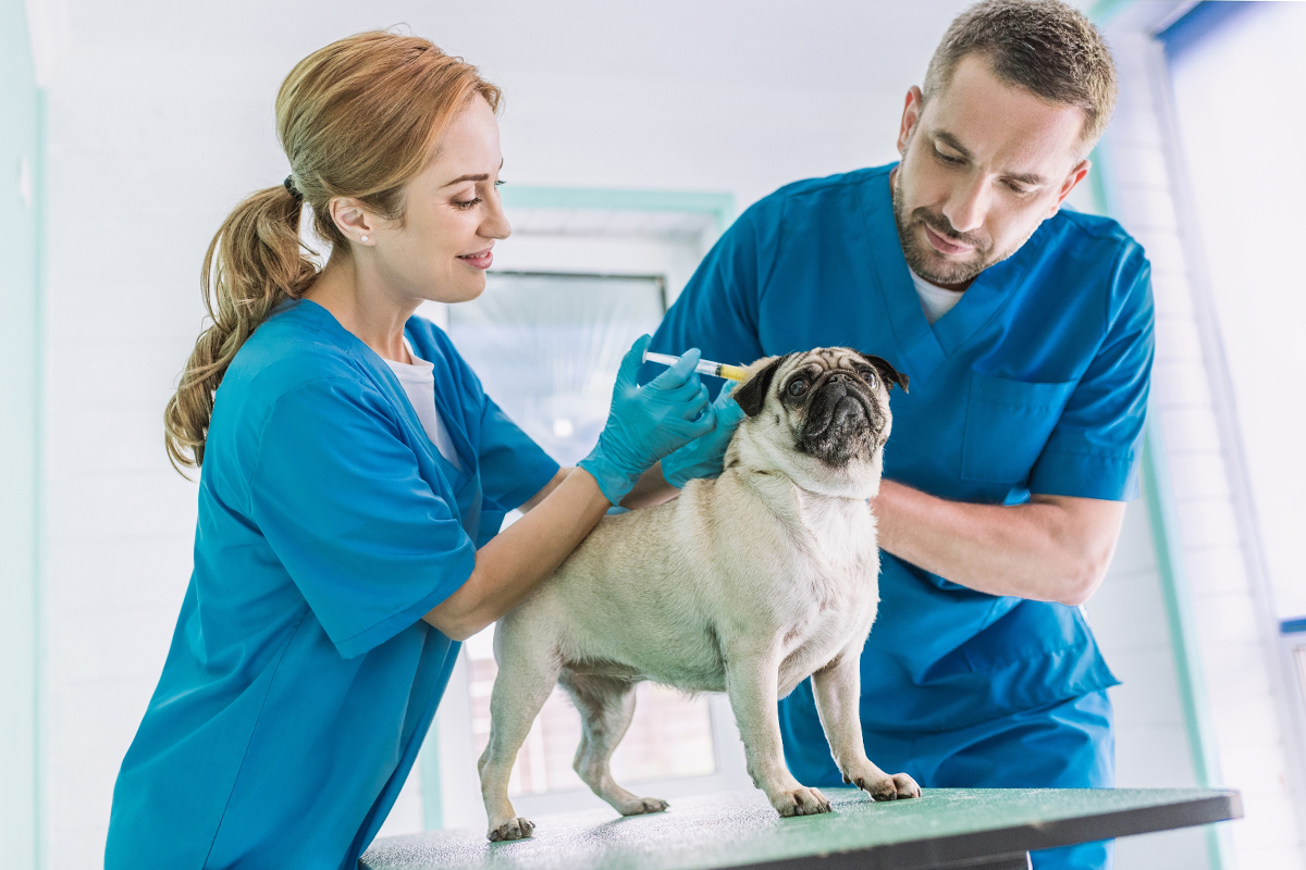 Location Pages Multi-County Animal Clinics