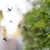 Optimizing Florida Mosquito Control Service Pages for Search