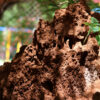 Building Topic Clusters Around Common Florida Pest Types