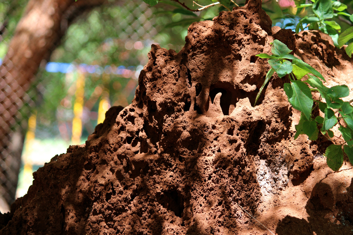 Building Topic Clusters Around Common Florida Pest Types