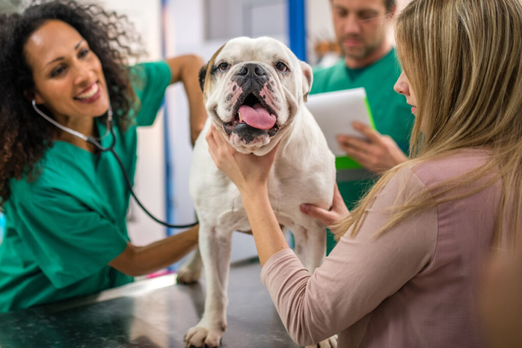 Using Video and Testimonials to Build Pet Owner Trust